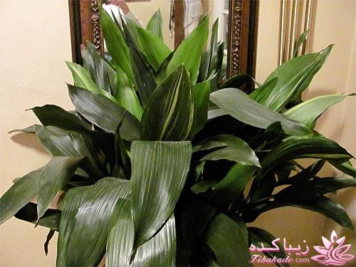 گیاهان آپارتمانی 